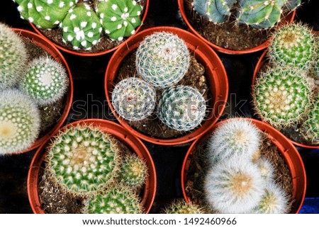 different types of cacti in pots, top view, , selective focus