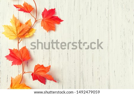 Autumn leaves over white wooden background, copy space, top view
