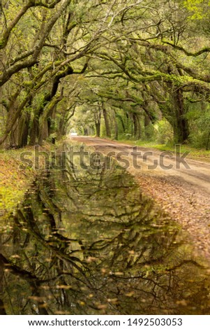 Edisto Island oak tree lined road Royalty-Free Stock Photo #1492503053