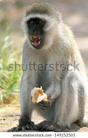 Male vervet monkey (Chlorocebus pygerythrus) eating a piece of bread and displaying teeth, Serengeti National Park, Tanzania