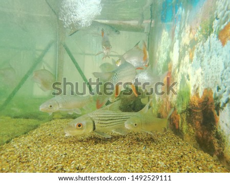Arowana and other fishes in aquarium 