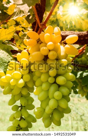 Green Wine Grapes In The Plant