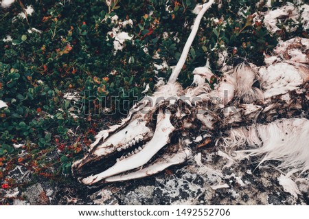 The corpse of a reindeer in which lightning struck. Skeleton and skull of a reindeer, Norway