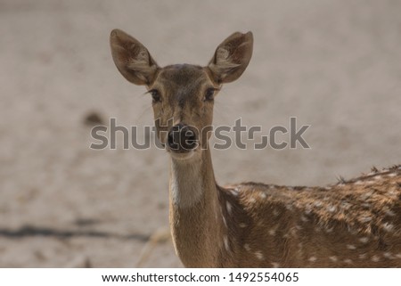 Chital (Axis axis) also known as spotted deer. The upper parts are golden to rufous, completely covered in white spots. The abdomen, rump, throat, insides of legs, ears, and tail are all white.