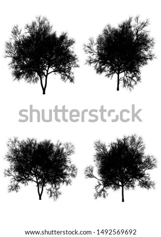 Silhouette of silver wattle trees with clipping path,3d illustration