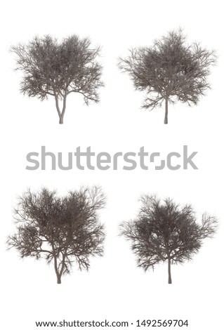 The tree without leaves on white background. Dead perennial tree , 3d illustration and clipping path