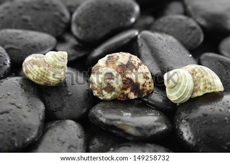 Three shells and wet stones
