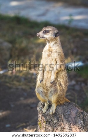 Meerkat sits on tree trunk on blurred background