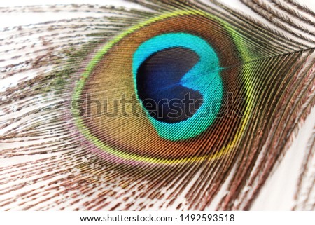 Peacock Bird Feather Beautiful Images