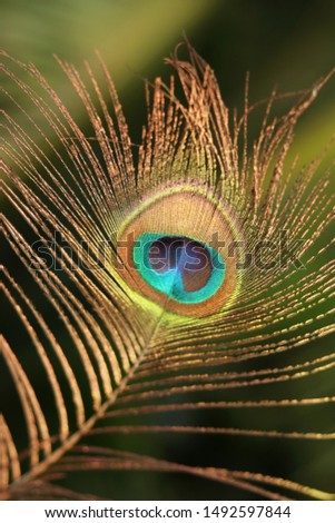 Isolated Peacock Feather Beautiful Images