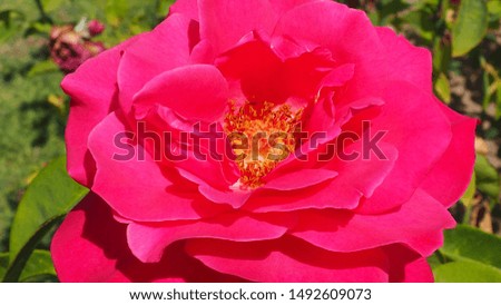 a beautiful pink rose in a garden