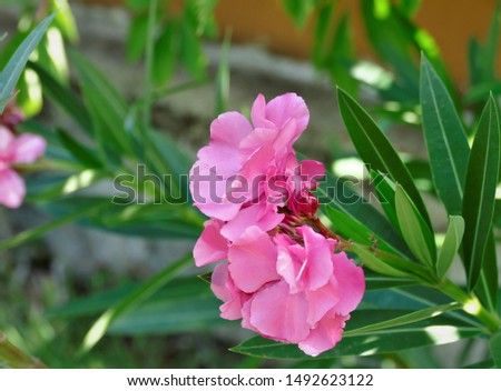 Beautiful fresh pink oleander in the garden