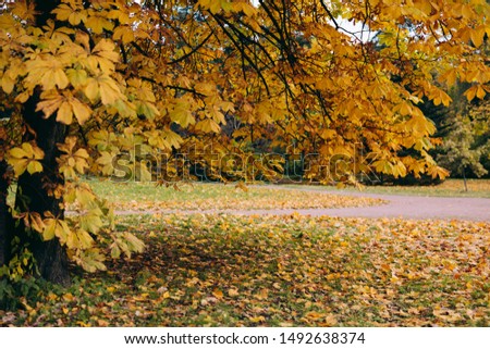 Autumn Fall tree with yellow leaves in park. Outdoor photo. Copy space.