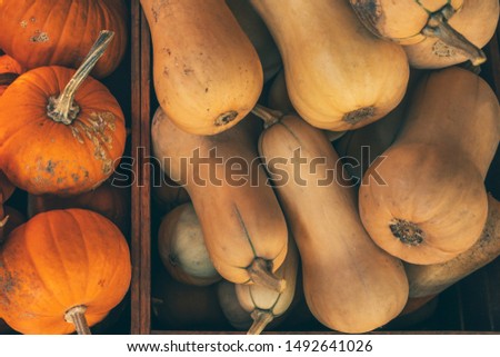 Thanksgiving with pumpkins on wooden shelf in farmer's market.