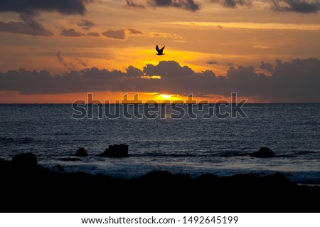 ocean sunset with seagulls flying