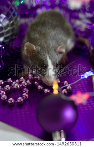Happy new year 2020 Christmas composition with gray rat, a symbol of the year sitting on a silver background purple toys and garlands