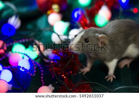 Happy new year 2020 Christmas composition with gray rat, a symbol of the year sitting on the dark green background of burning toys and garlands