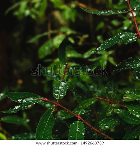 raindrops on a leaf. silver drops