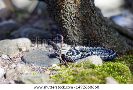 Common European viper lays on the ground in warming sunlight in front of a tree stem