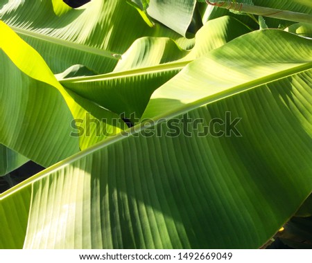 Large green leaf of tropical plant close-up. Interesting background and texture.