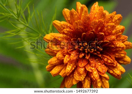Orange chrysanthemum. Macro photo of orange flower on natural background.