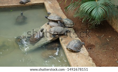 tortoise in the pond. Indian turtle