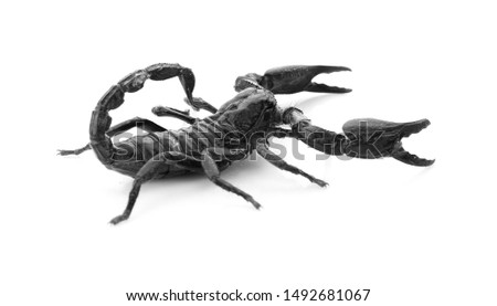 Emperor scorpion isolated on white background.