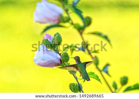 Ruby-throated Hummingbird on Rose of Sharon in Bloom.