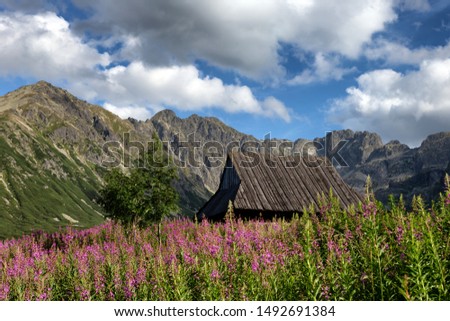 View of the Tatras mountains and colorful flowers in Gasienicowa valley. Poland