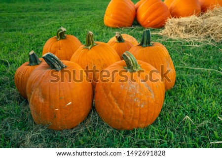 Big pumpkins laying on the ground near a bed of straw.