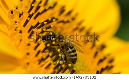 Close-up of a honeybee in the center of a sunflower with yellow pollen while seeking food