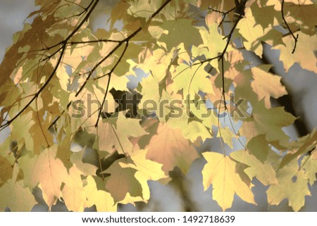 Beautiful autumn leaves in shades of lovely shades of yellow and gold.  Such a pretty picture for a fall screen background, or printed as wall decor.