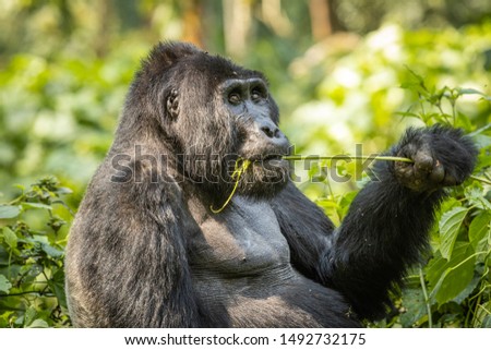 Male Silverback Mountain Gorilla eating in Bwindi Impenetrable National Park, Uganda Royalty-Free Stock Photo #1492732175