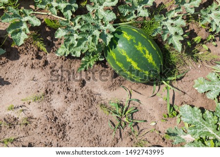 Watermelon in the agricultural field