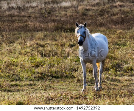 White horse standing in a grass field