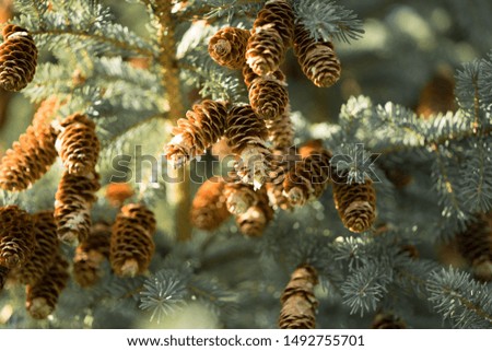 Spruce tree full of cones. Christmas feeling in mid summer. Cones are dripping of resin (gum). Estonia, North Europe.