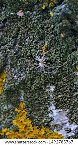 a small spider sits on the trunk of a tree merging with it.mimicry.
