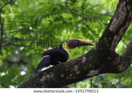 A greater Toucan perching in the mangroves.