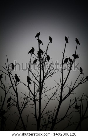 birds sitting on the dry tree in dark night