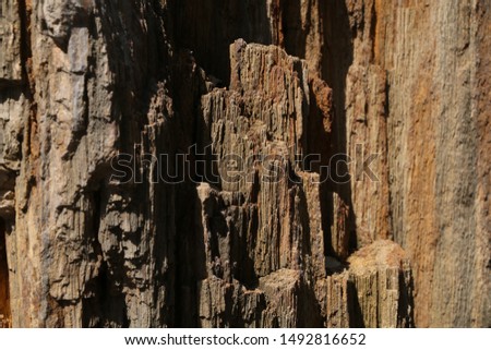 Petrified Wood Surface. Texture of Petrified wood. (select focus)