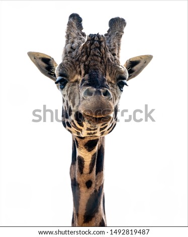 A giraffe head and neck isolated with a white background. 
