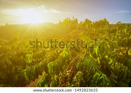 Robusta and arabica coffee berries field on tree in farm, Gia Lai, Vietnam 