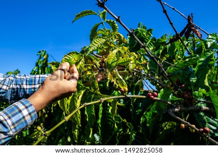 Farmers check for pests on Robusta and arabica coffee tree in farm, Gia Lai, Vietnam 