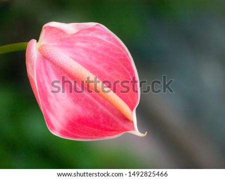 One pink anthurium (anturio) closeup real photo. Flamingo plant flower. Tropical and exotic. Floral design to write text quotes, greeting card of happy birthday women's day mother's day valentine's