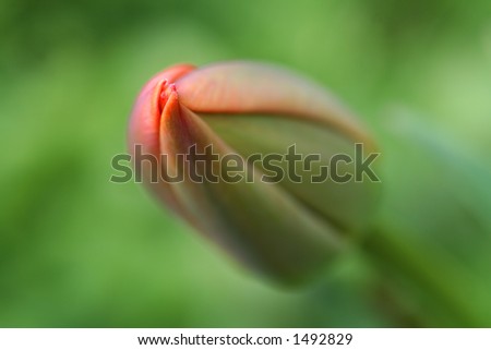 subtle close-up of the red tip of an unopened tulip