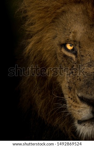 The Eye of the King, a closeup portrait of an adult Lion Royalty-Free Stock Photo #1492869524