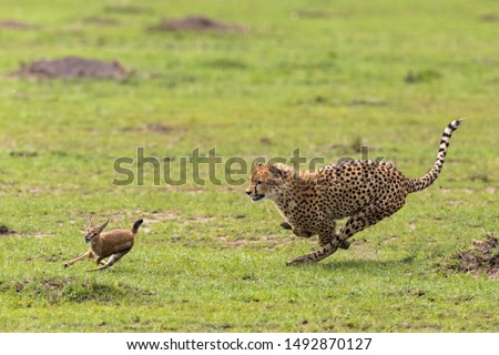 The Cheetah hunting down a Thomson gazelle fawn Royalty-Free Stock Photo #1492870127