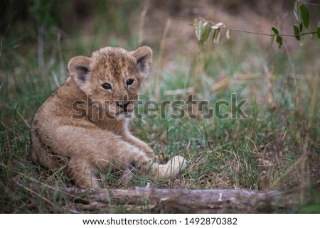 A cute little Lion Cub Royalty-Free Stock Photo #1492870382