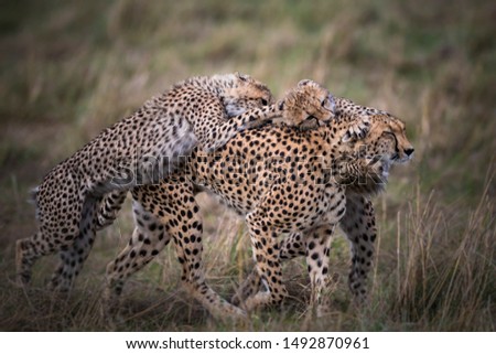 Play time for Cheetah and her cubs Royalty-Free Stock Photo #1492870961