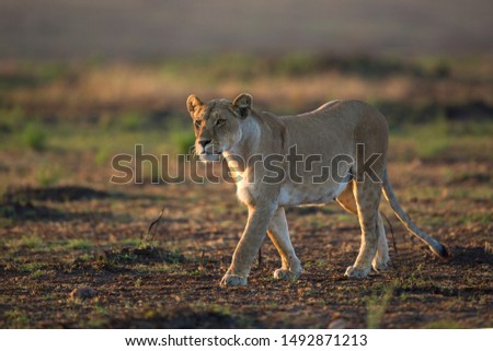 A female lion Walking down the Savannah Royalty-Free Stock Photo #1492871213